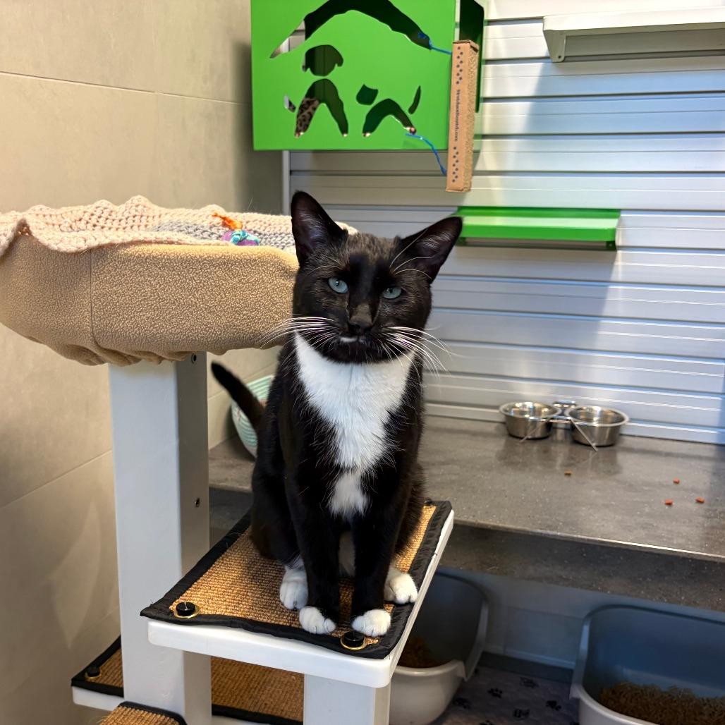 Simon, a Adoptable Domestic Short Hair in Hailey, ID image 4/5