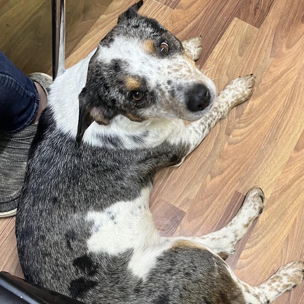 Harris, Adoptable, Young Male Mixed Breed.