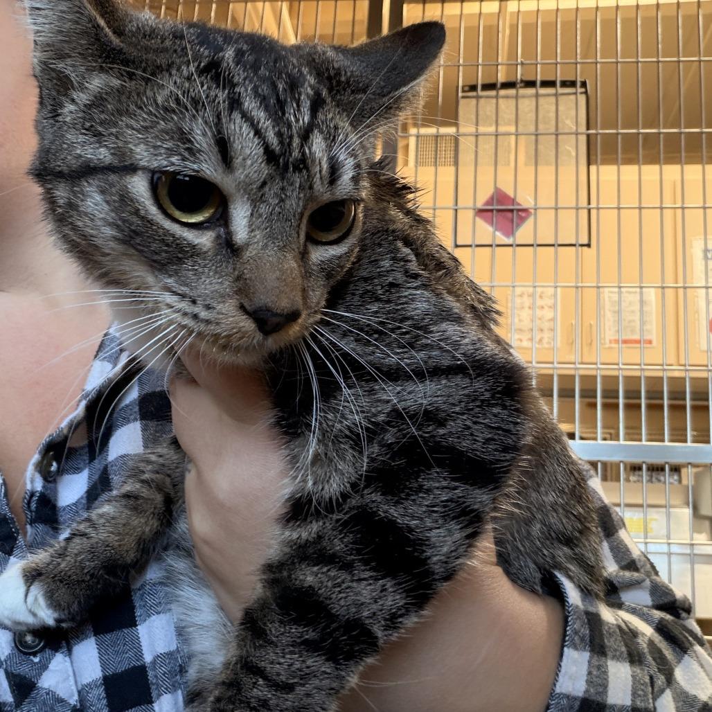 Enlarge Madison, a Adoptable Domestic Short Hair in Naperville, IL image 1/1