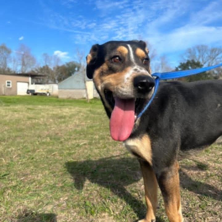 Enlarge Topher, a Adoptable mixed breed in Batson, TX image 1/5