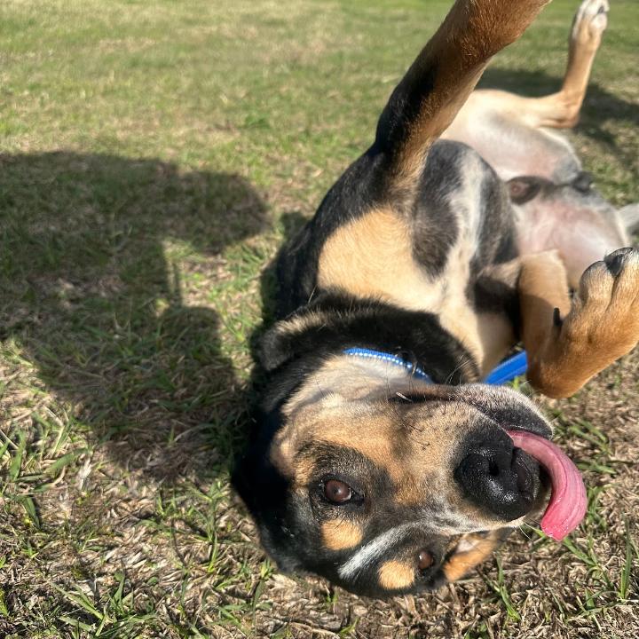 Enlarge Topher, a Adoptable mixed breed in Batson, TX image 2/5