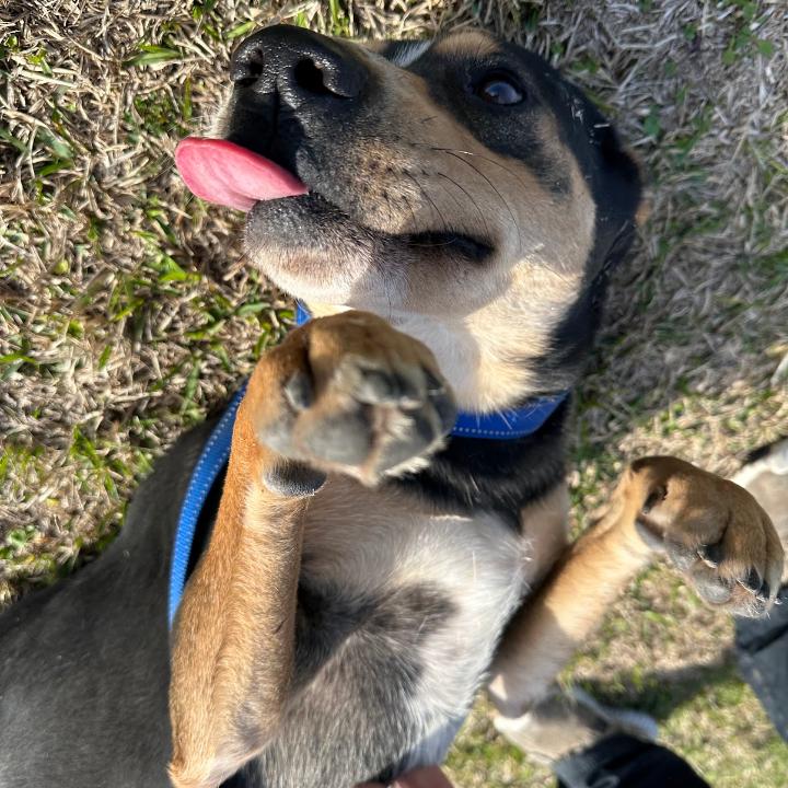 Enlarge Topher, a Adoptable mixed breed in Batson, TX image 3/5