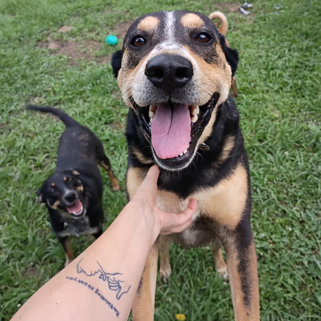 Enlarge Topher, a Adoptable mixed breed in Batson, TX image 5/5