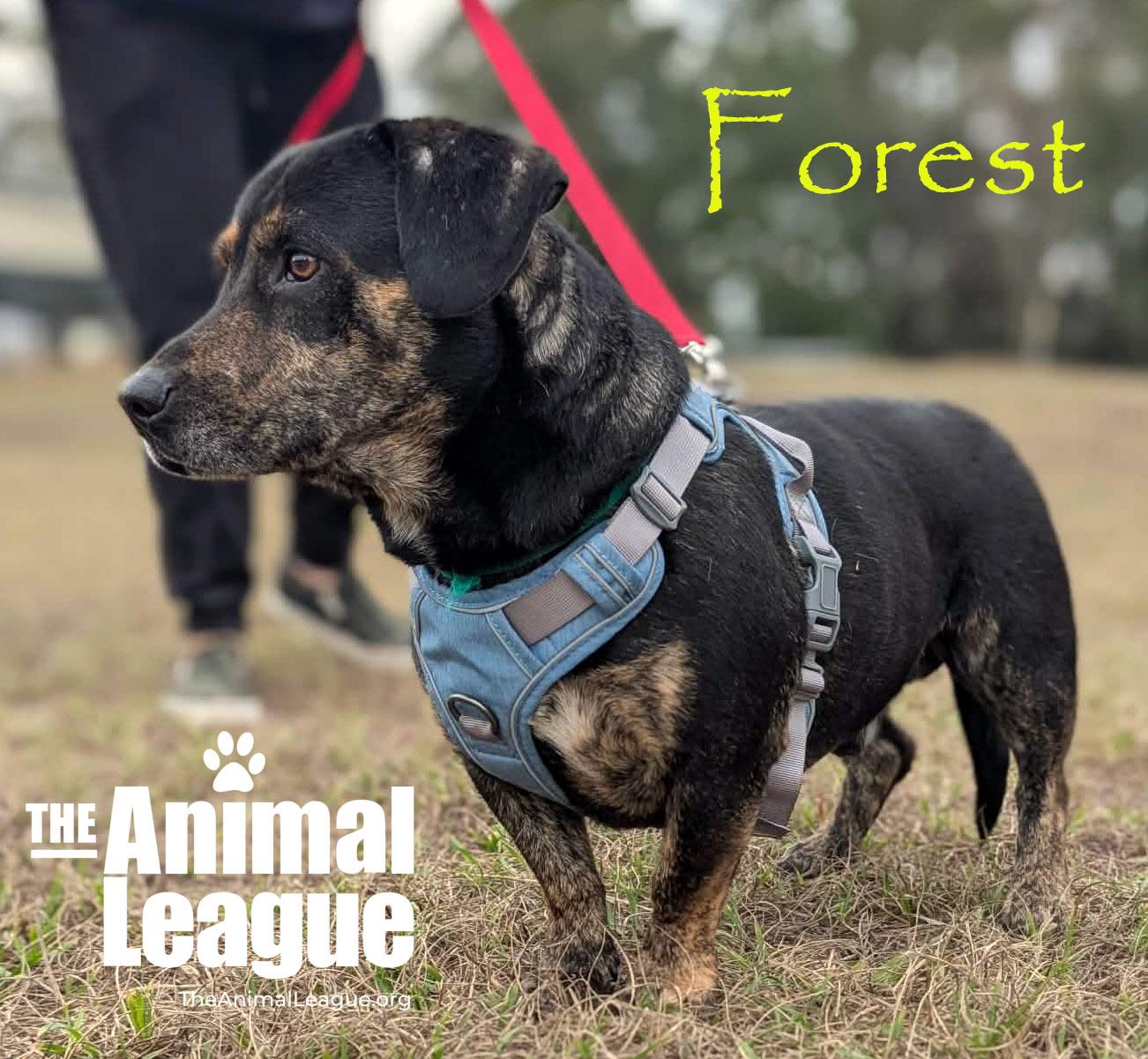 Enlarge Forest, a ADOPTABLE mixed breed in Clermont, FL image 4/5