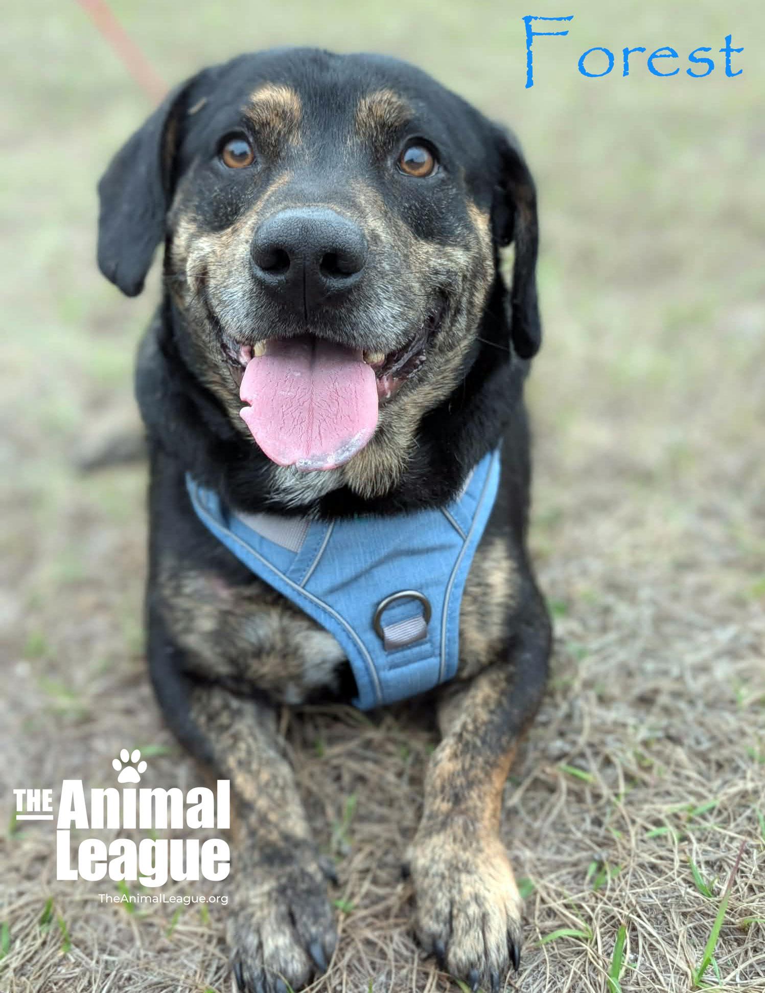 Enlarge Forest, a ADOPTABLE mixed breed in Clermont, FL image 2/5