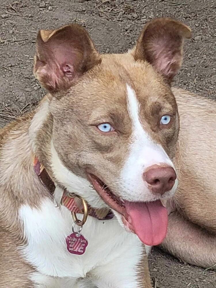 Nala Girl, Adoptable, Adult Female Husky & Staffordshire Bull Terrier.