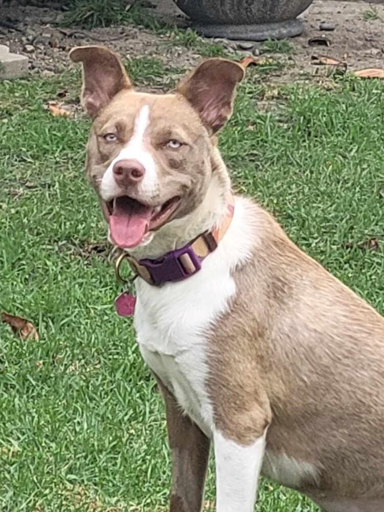 Enlarge Nala Girl, a Adoptable mixed breed in Mission Viejo, CA image 2/6