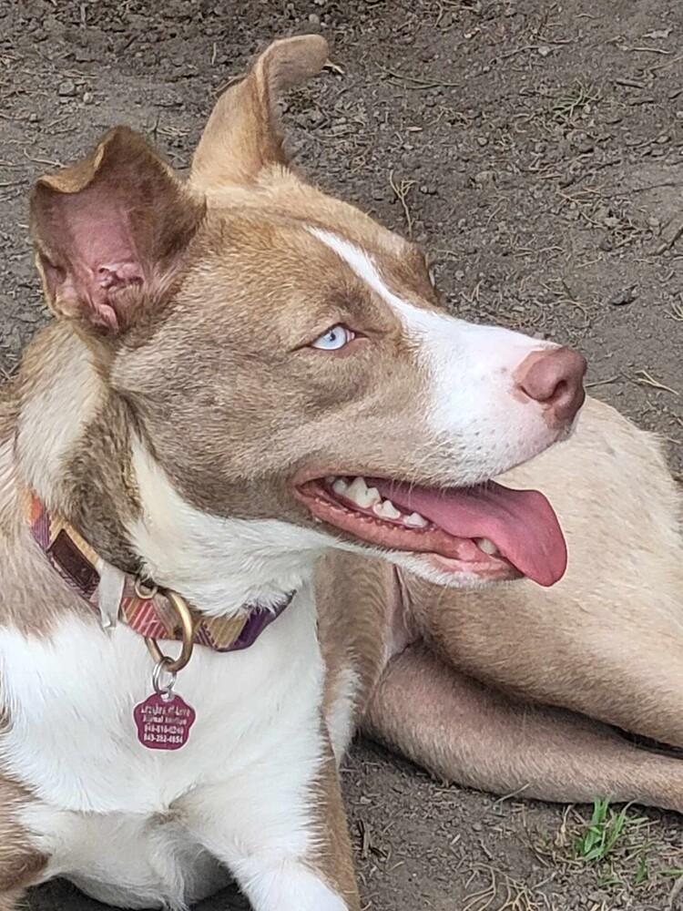 Enlarge Nala Girl, a Adoptable mixed breed in Mission Viejo, CA image 3/6