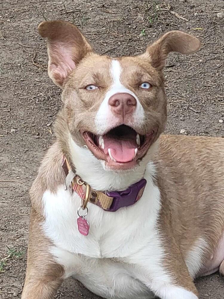 Nala Girl, Adoptable, Adult Female Husky & Staffordshire Bull Terrier.
