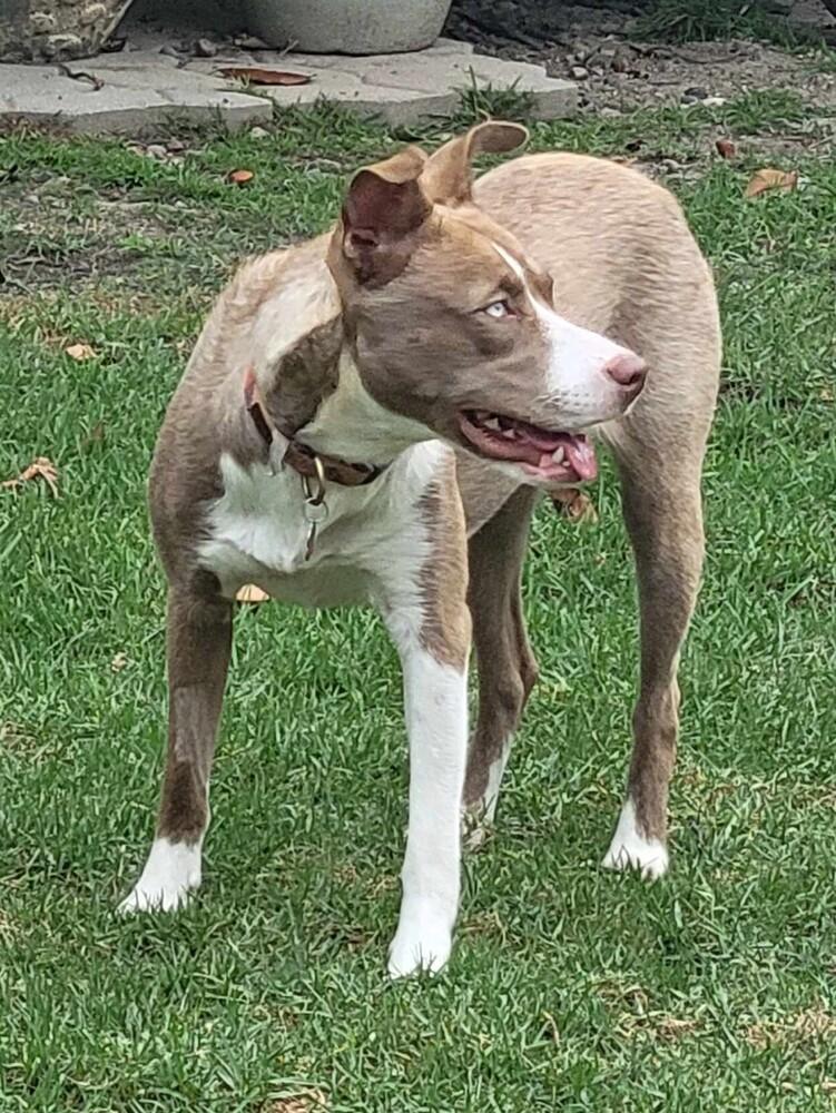 Enlarge Nala Girl, a Adoptable mixed breed in Mission Viejo, CA image 5/6