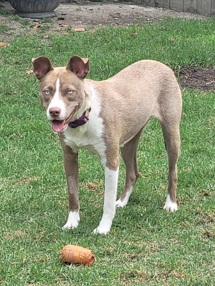 Enlarge Nala Girl, a Adoptable mixed breed in Mission Viejo, CA image 6/6