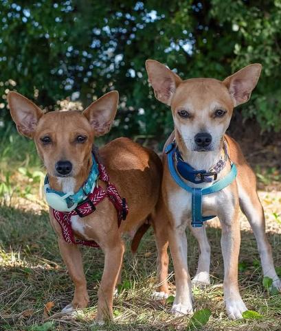 Enlarge Jean & Eugene, a other Chihuahua in Dunnville, ON image 2/4