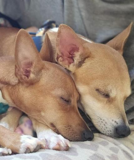Enlarge Jean & Eugene, a other Chihuahua in Dunnville, ON image 3/4