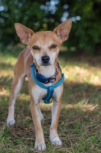 Enlarge Jean & Eugene, a other Chihuahua in Dunnville, ON image 4/4