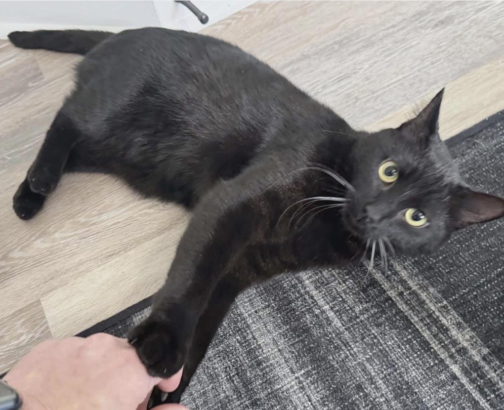 Jack Sparrow, adopted, Adult Male Domestic Short Hair.