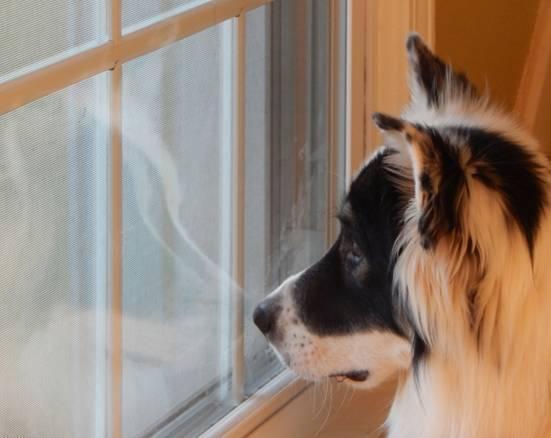 Toby (2015), Adopted, Young Male Border Collie.