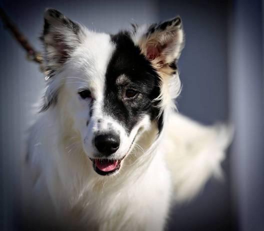 Toby (2015), a Adopted Border Collie in Columbia, MO image 3/3