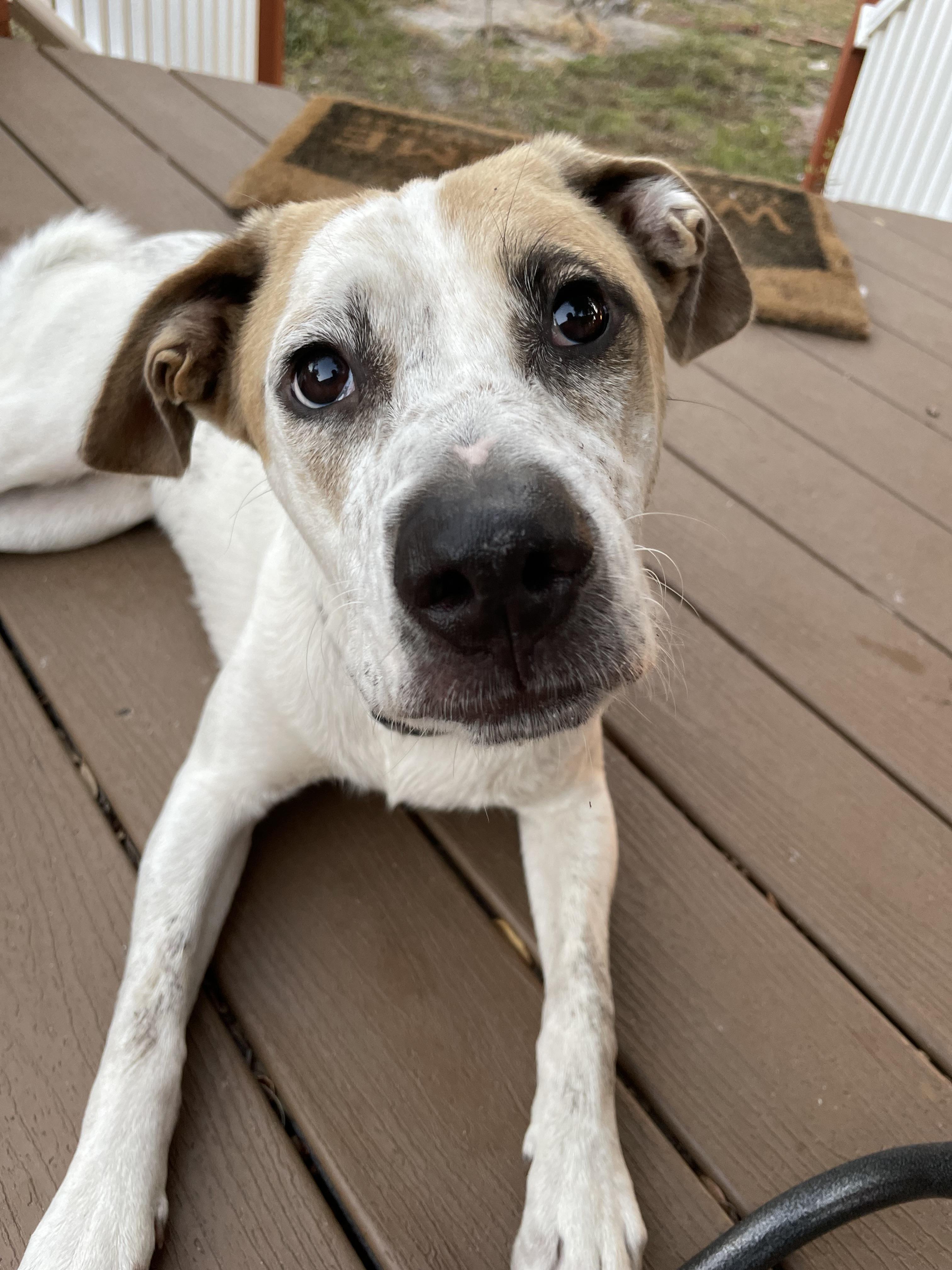 Duke, a Adoptable mixed breed in Panama City, FL image 1/6