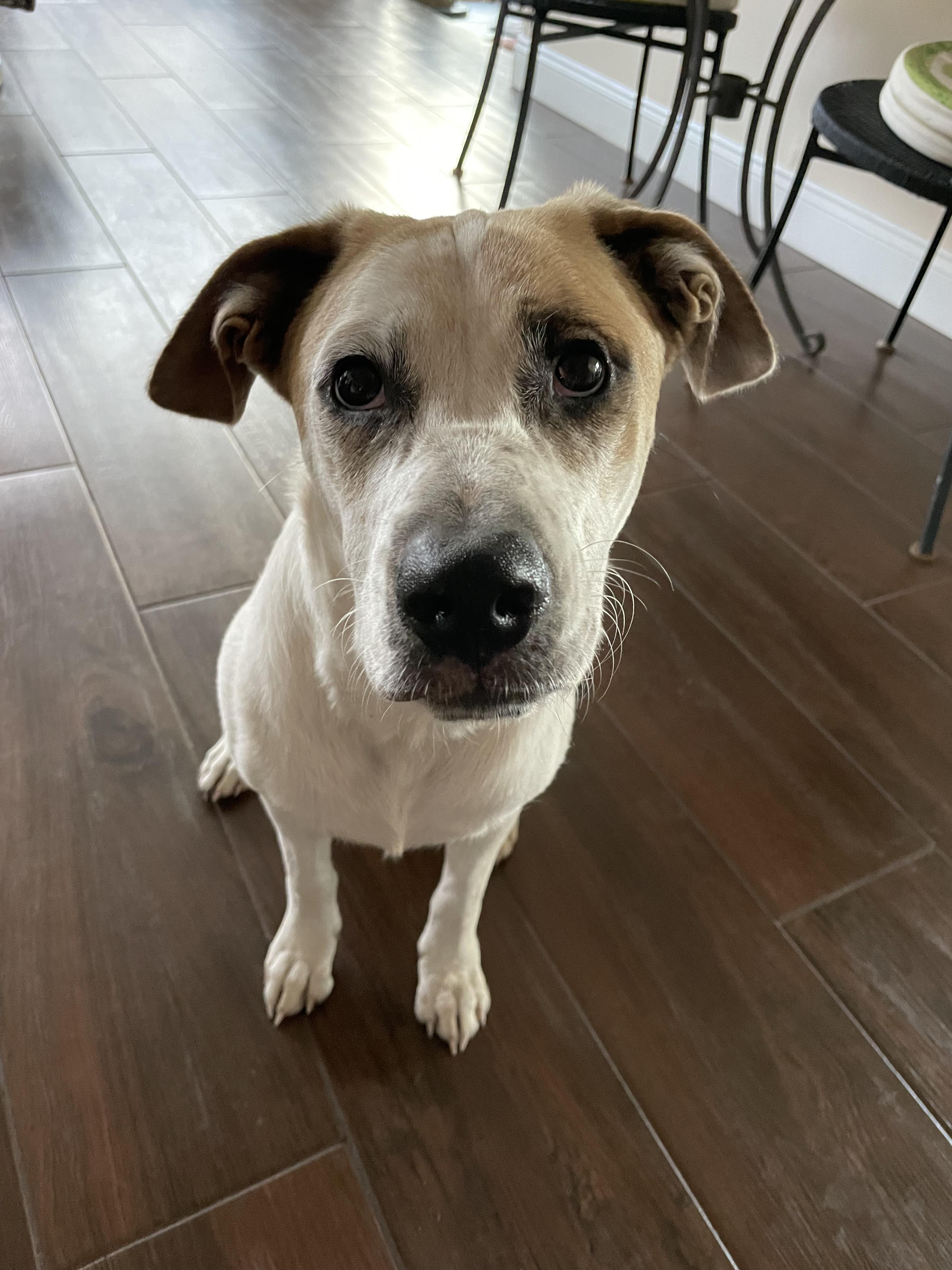 Duke, a Adoptable mixed breed in Panama City, FL image 2/6