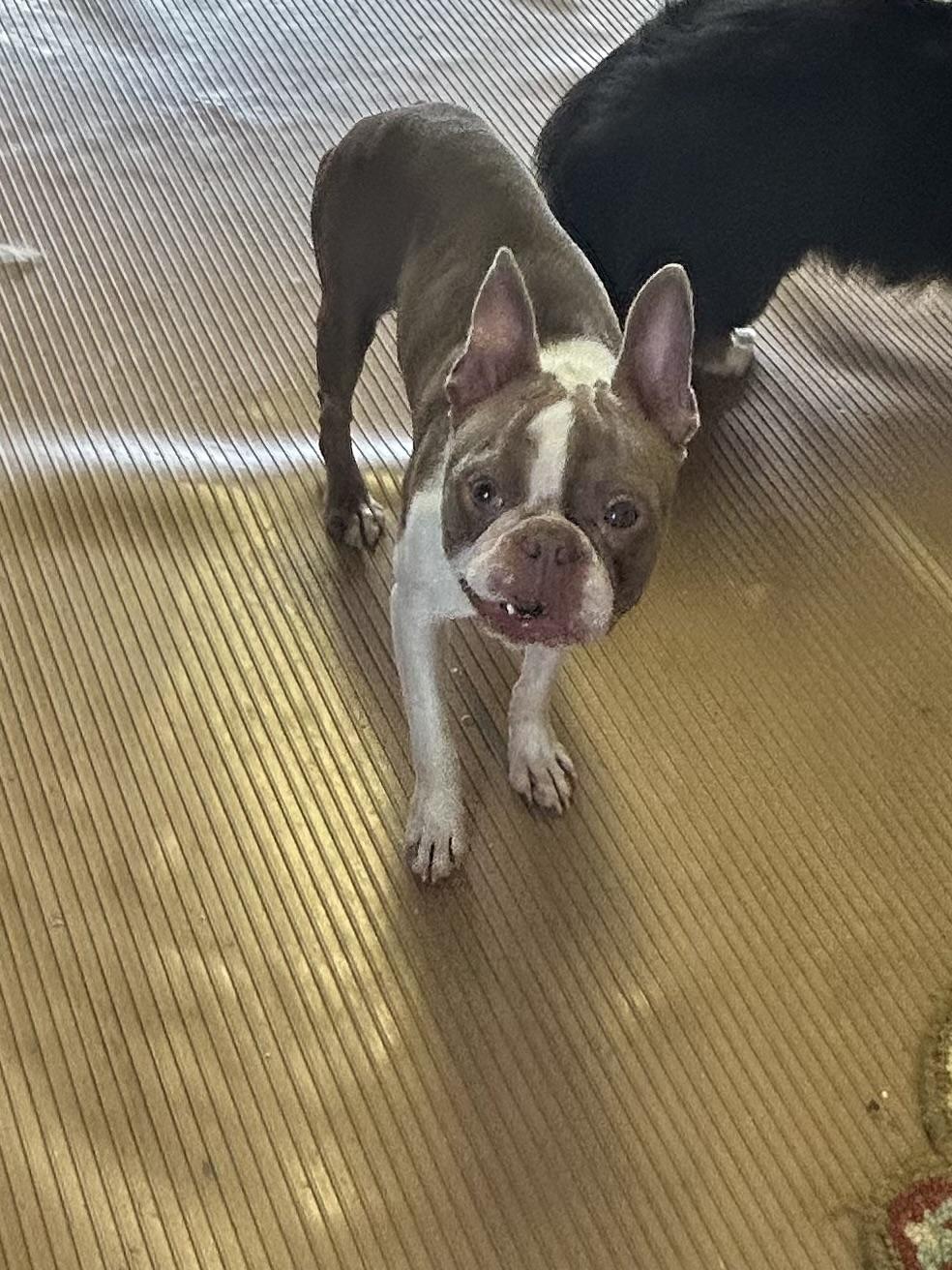 MAVERICK, adopted, Adult Male Boston Terrier.