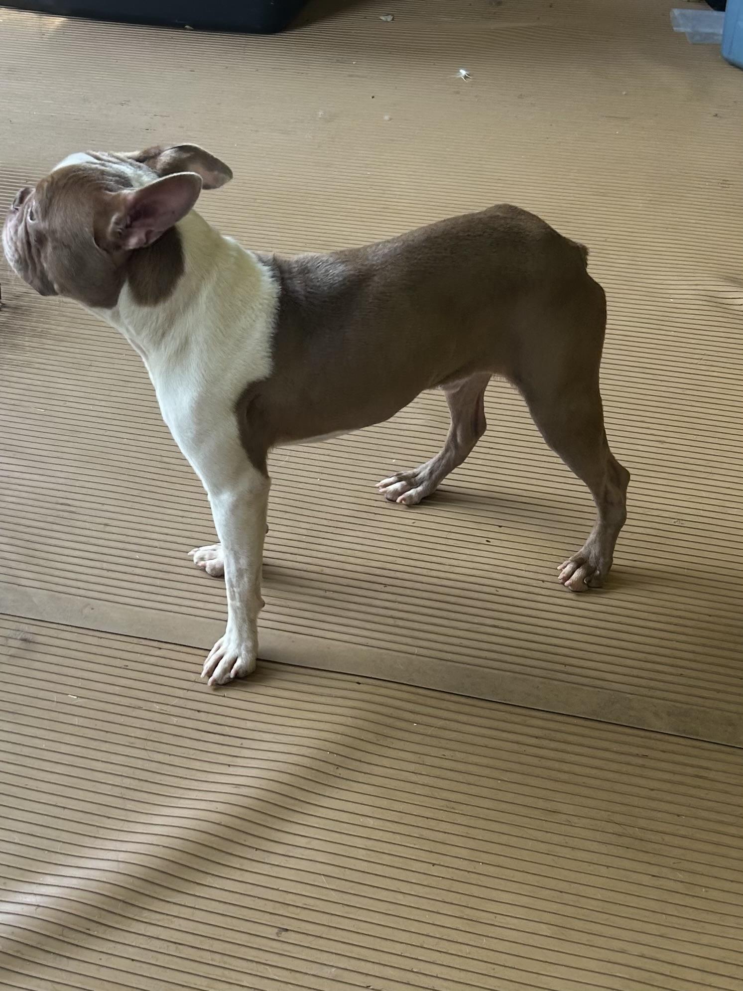 MAVERICK, an adopted Boston Terrier in Rossford, OH image 4/4