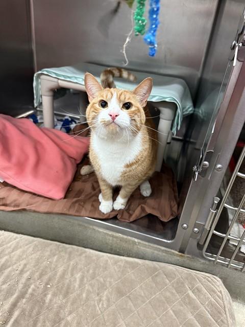 BABY, Adoptable, Young Male Domestic Short Hair.