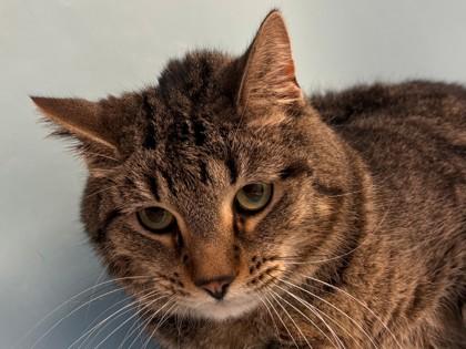 Mister Tibbs, Adoptable, Adult Male Domestic Short Hair & Domestic Short Hair.