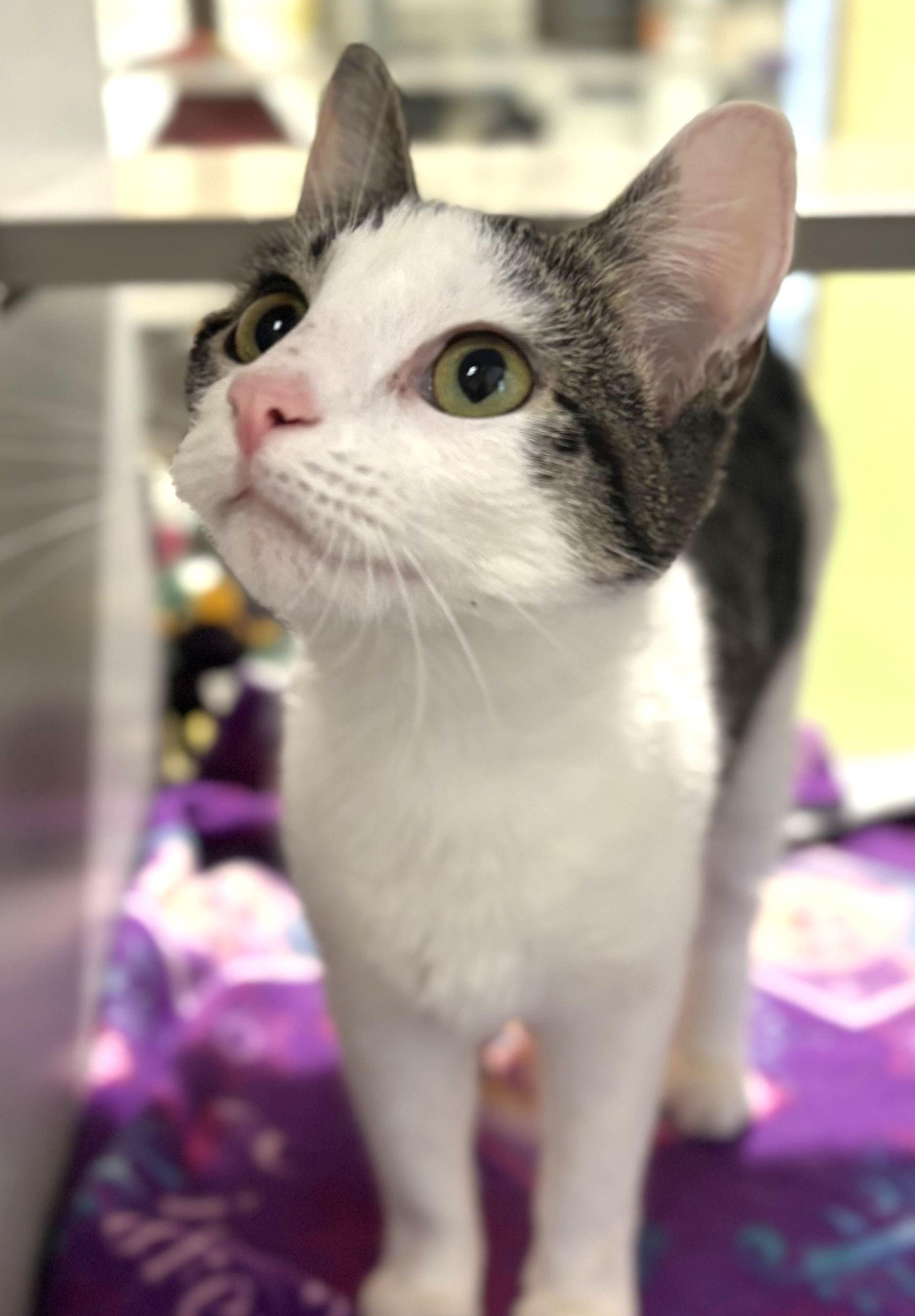 Enlarge Chip Clip, a Adoptable Domestic Short Hair in Iowa City, IA image 2/2