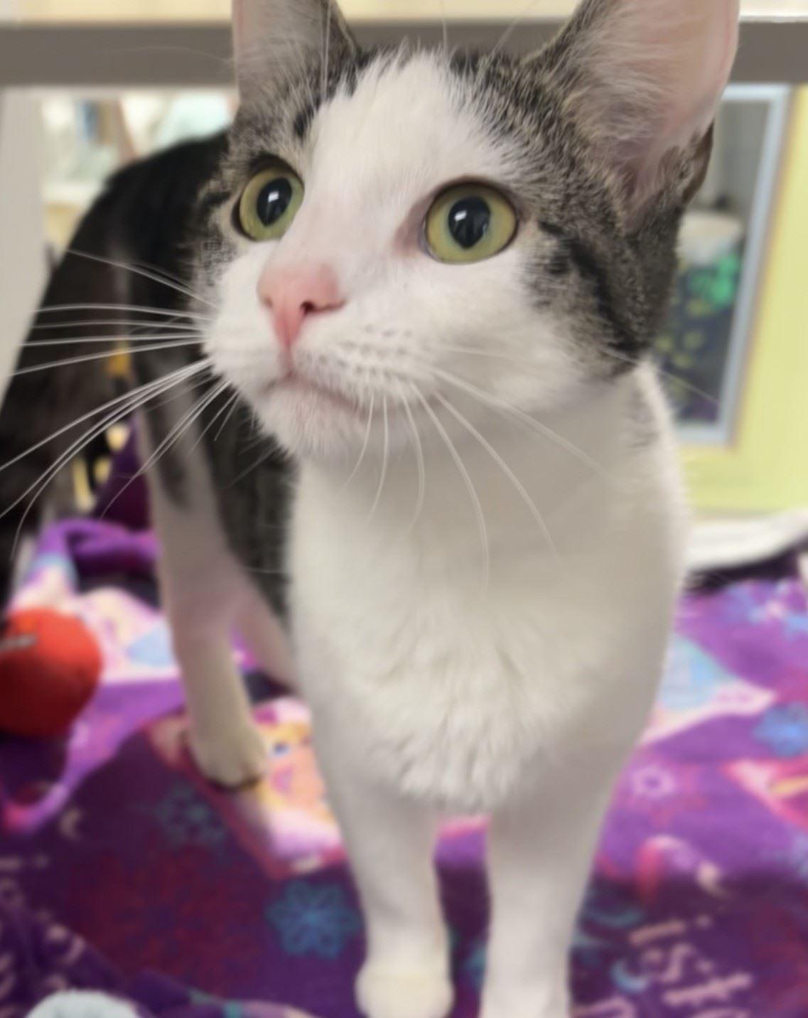 Chip Clip, Adoptable, Young Male Domestic Short Hair.