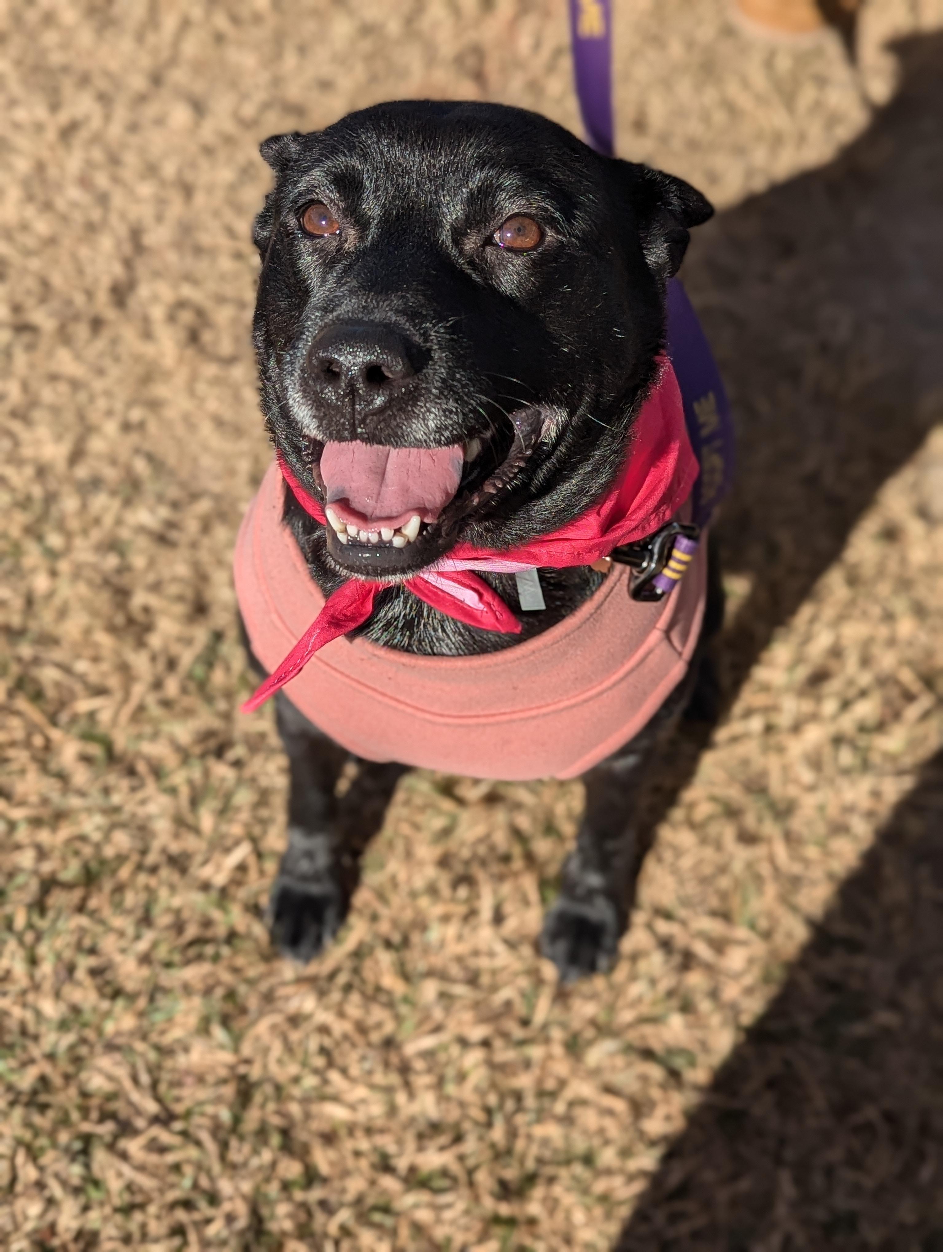 Enlarge Mattie, a Adoptable mixed breed in Raeford, NC image 3/5