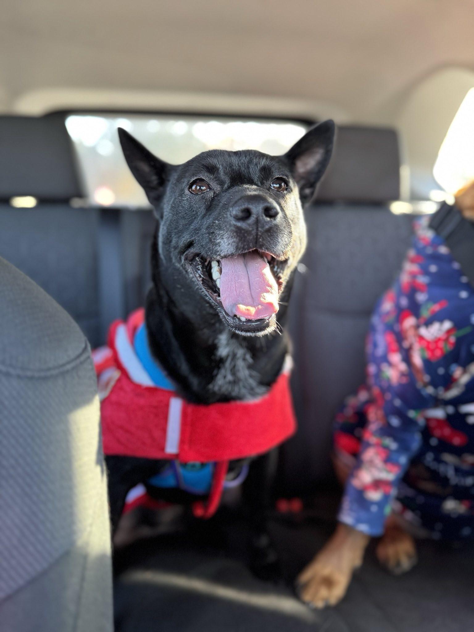 Enlarge Mattie, a Adoptable mixed breed in Raeford, NC image 5/5