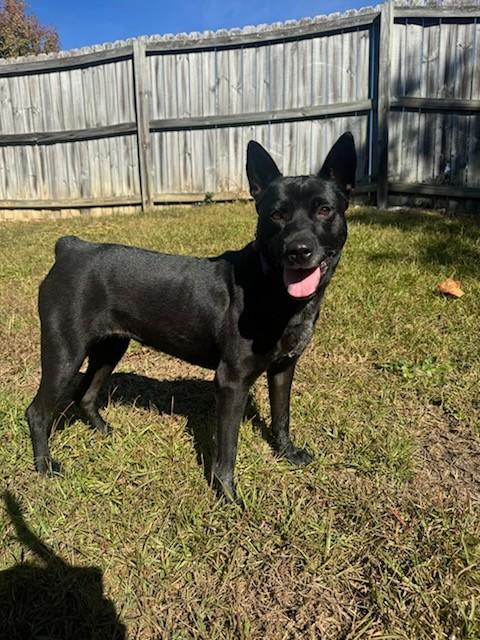 Enlarge Mattie, a Adoptable mixed breed in Raeford, NC image 2/5