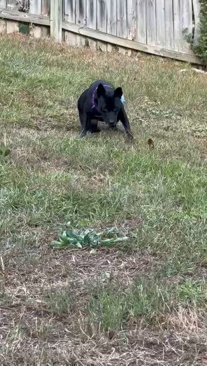 Enlarge Mattie, a Adoptable mixed breed in Raeford, NC video 4/5