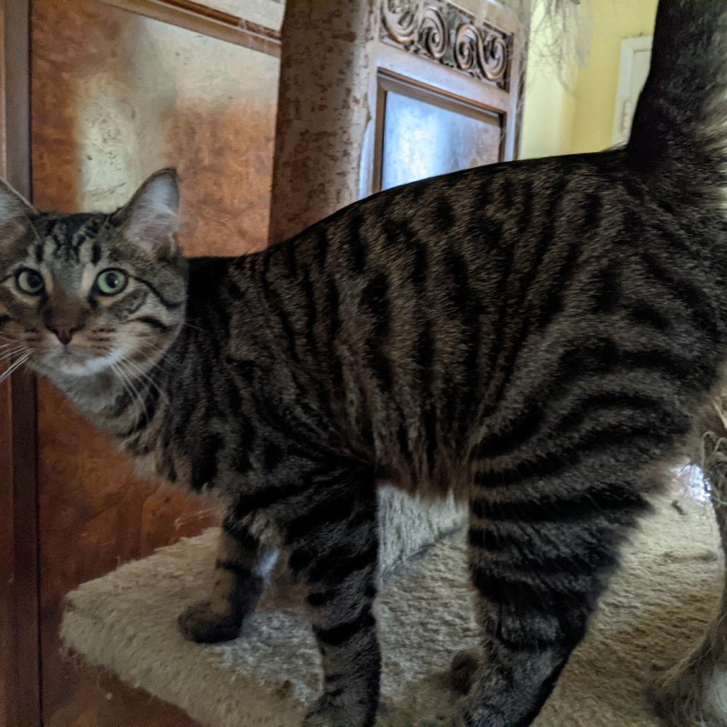 Tiger — thumbnail 2