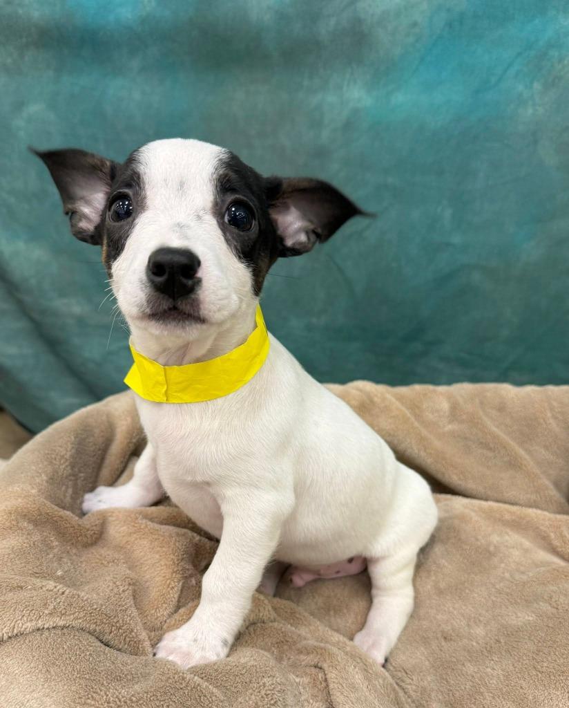 Archer, Adoptable, Puppy Male Mixed Breed.