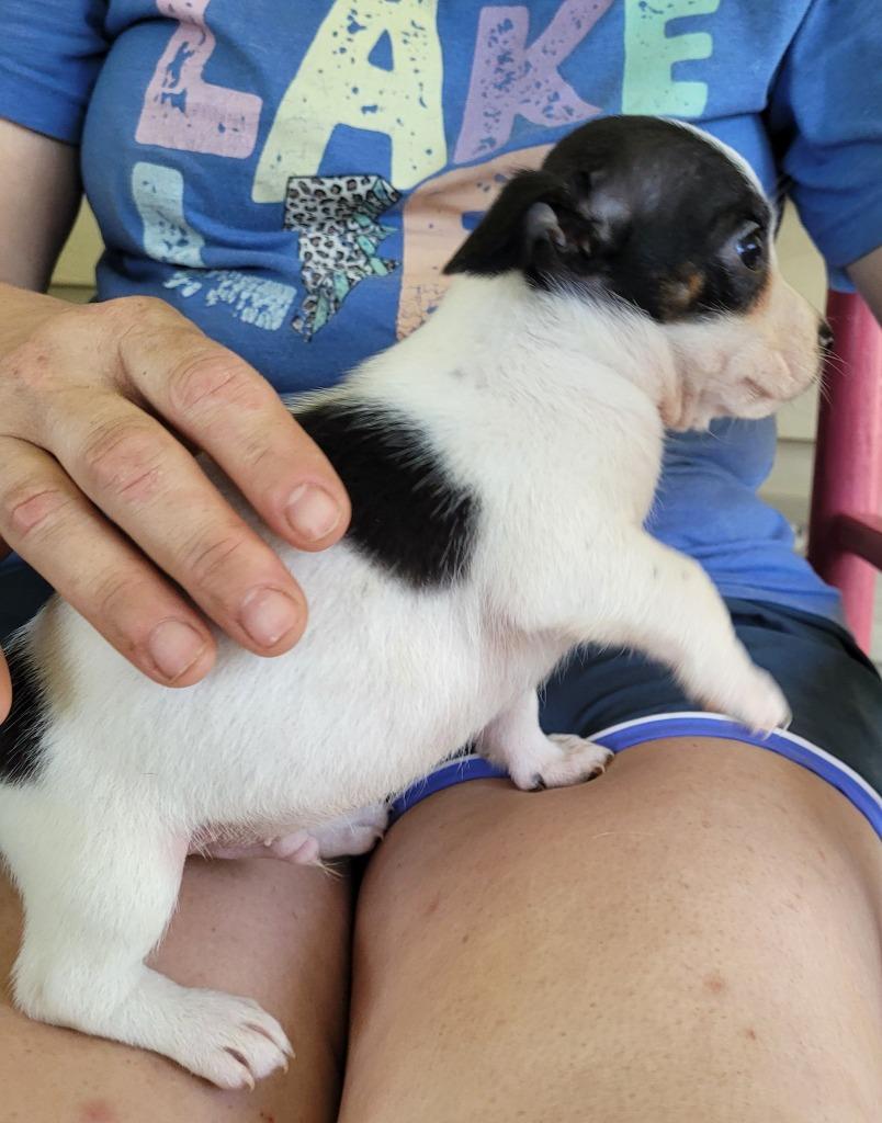 Archer, Adoptable, Puppy Male Mixed Breed.