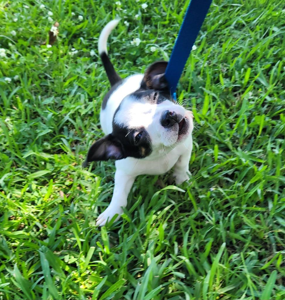Archer, a Adoptable mixed breed in Fond Du Lac, WI image 2/5