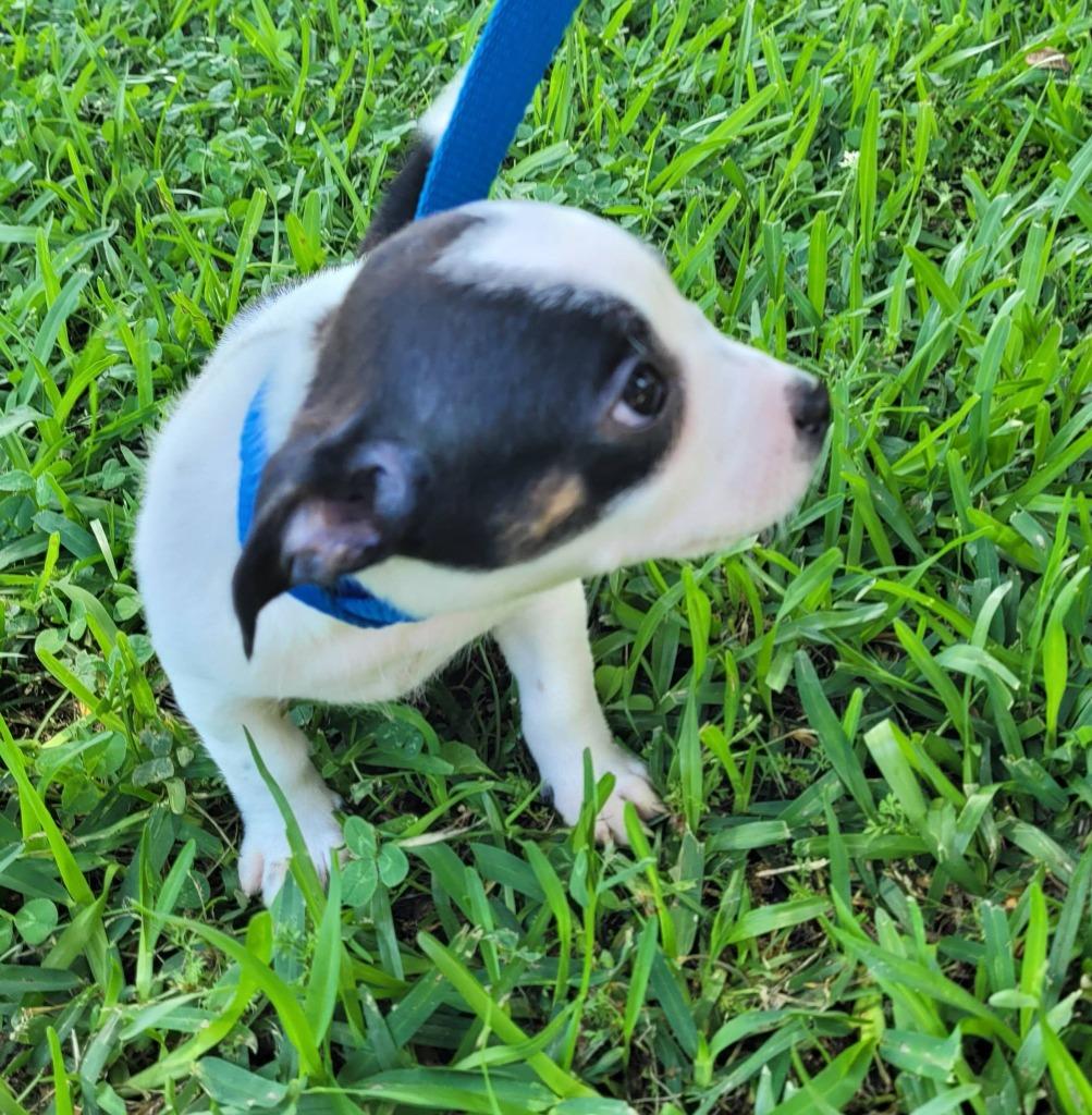 Archer, a Adoptable mixed breed in Fond Du Lac, WI image 3/5