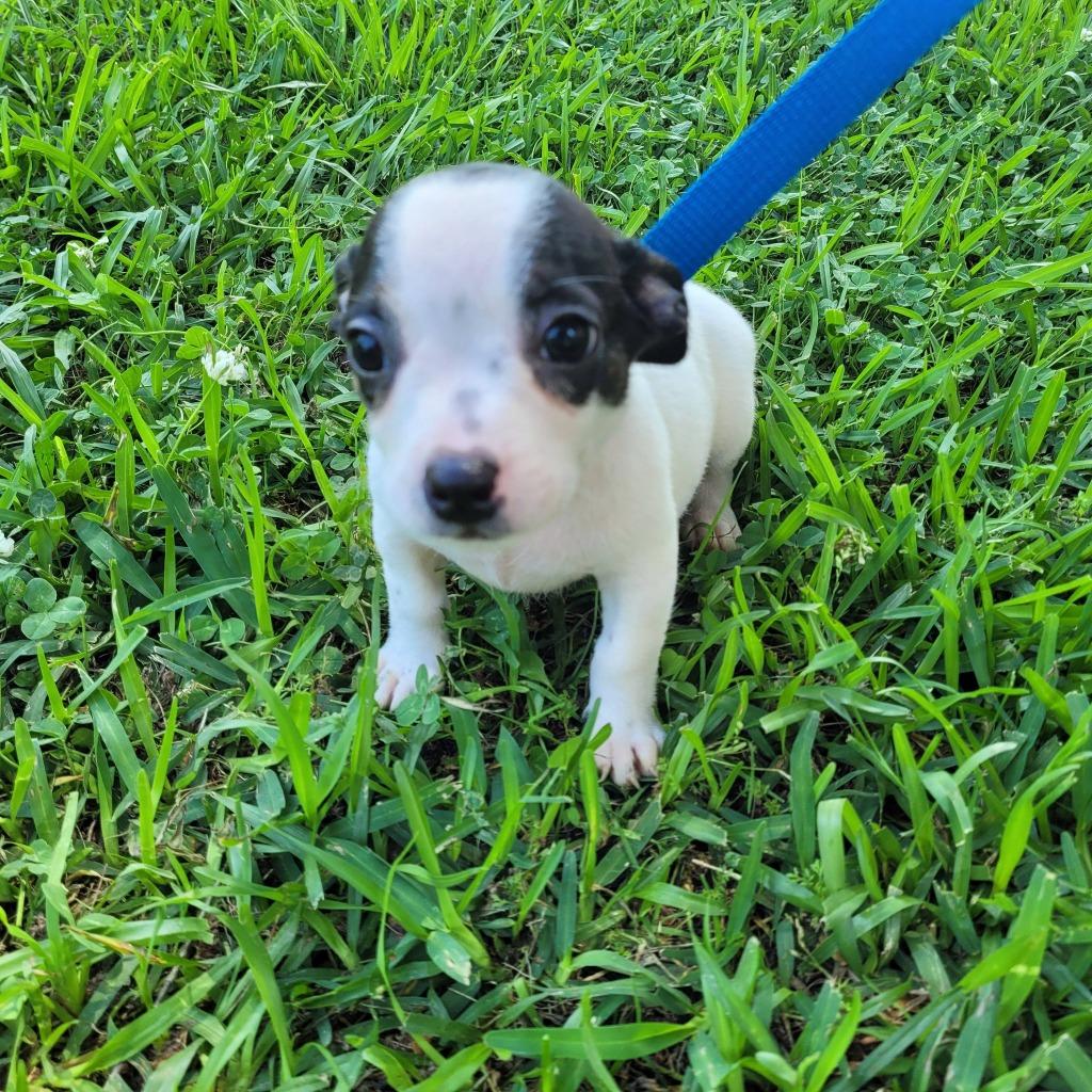 Archer, a Adoptable mixed breed in Fond Du Lac, WI image 4/5