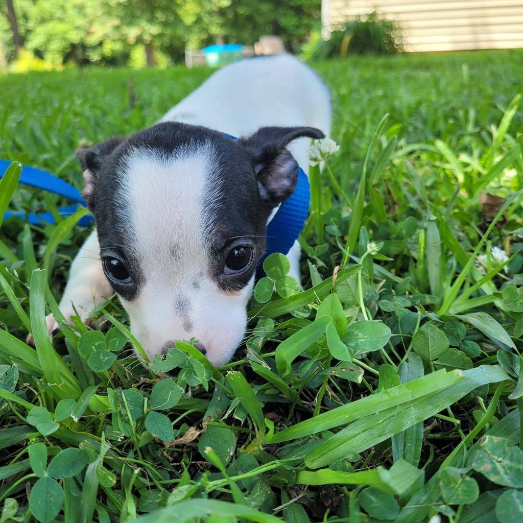 Archer, a Adoptable mixed breed in Fond Du Lac, WI image 5/5