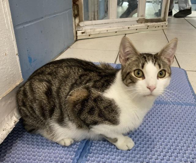 Hansen, Adoptable, Adult Male Domestic Short Hair.