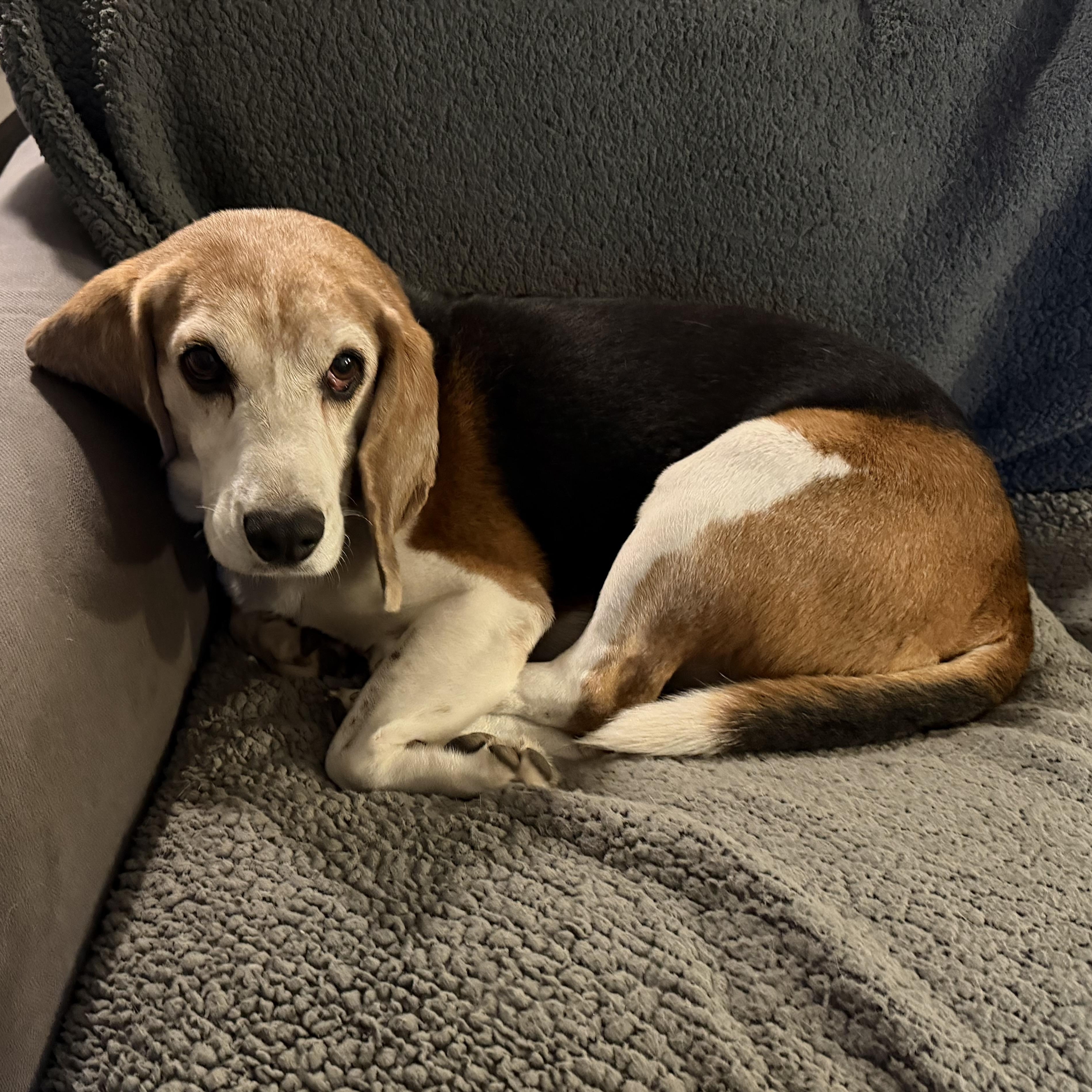 Enlarge Bo, a Adoptable Beagle in Stoughton, MA image 3/6