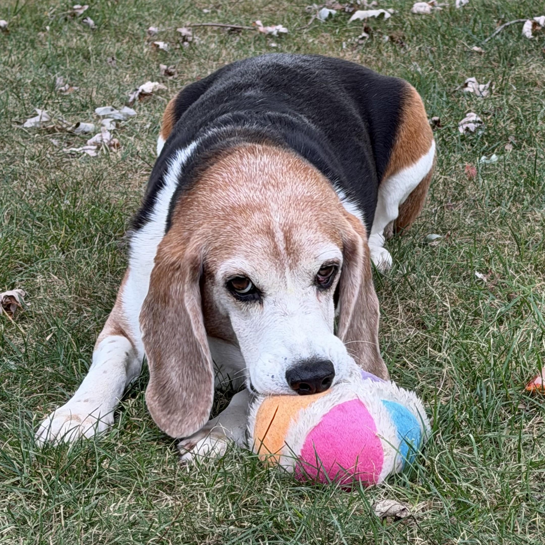 Enlarge Bo, a Adoptable Beagle in Stoughton, MA image 4/6