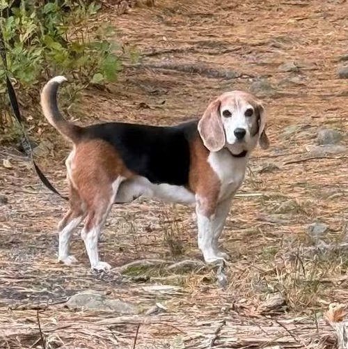 Enlarge Bo, a Adoptable Beagle in Stoughton, MA image 1/6