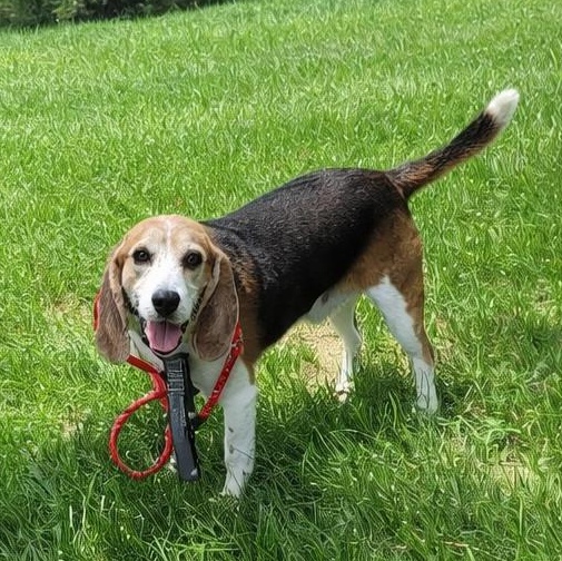 Enlarge Bo, a Adoptable Beagle in Stoughton, MA image 5/6