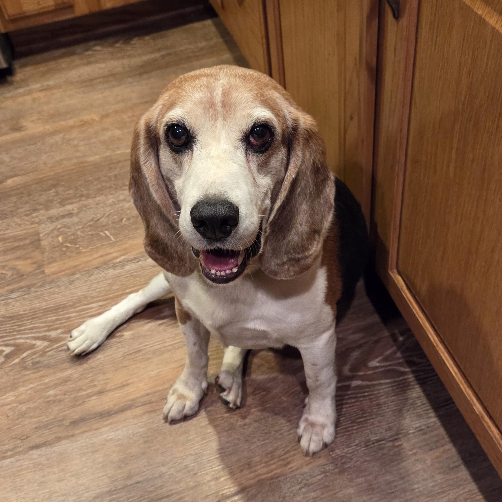 Enlarge Bo, a Adoptable Beagle in Stoughton, MA image 2/6