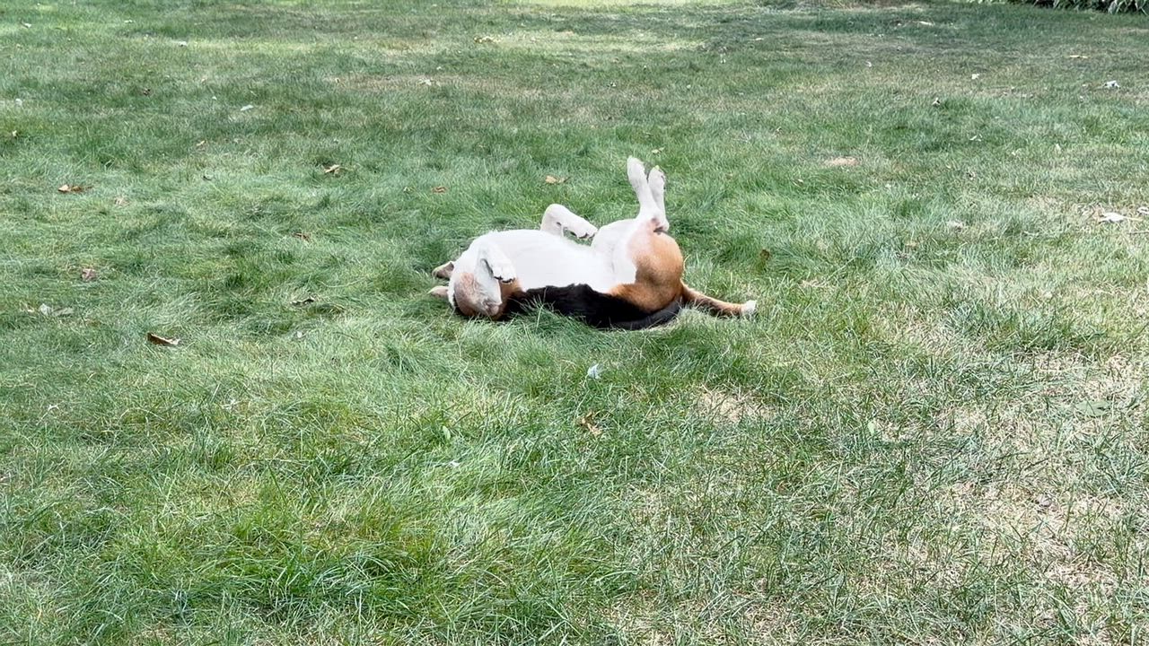 Enlarge Bo, a Adoptable Beagle in Stoughton, MA video 6/6