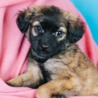 Cooper, a Adoptable mixed breed in Minneapolis, MN image 2/3