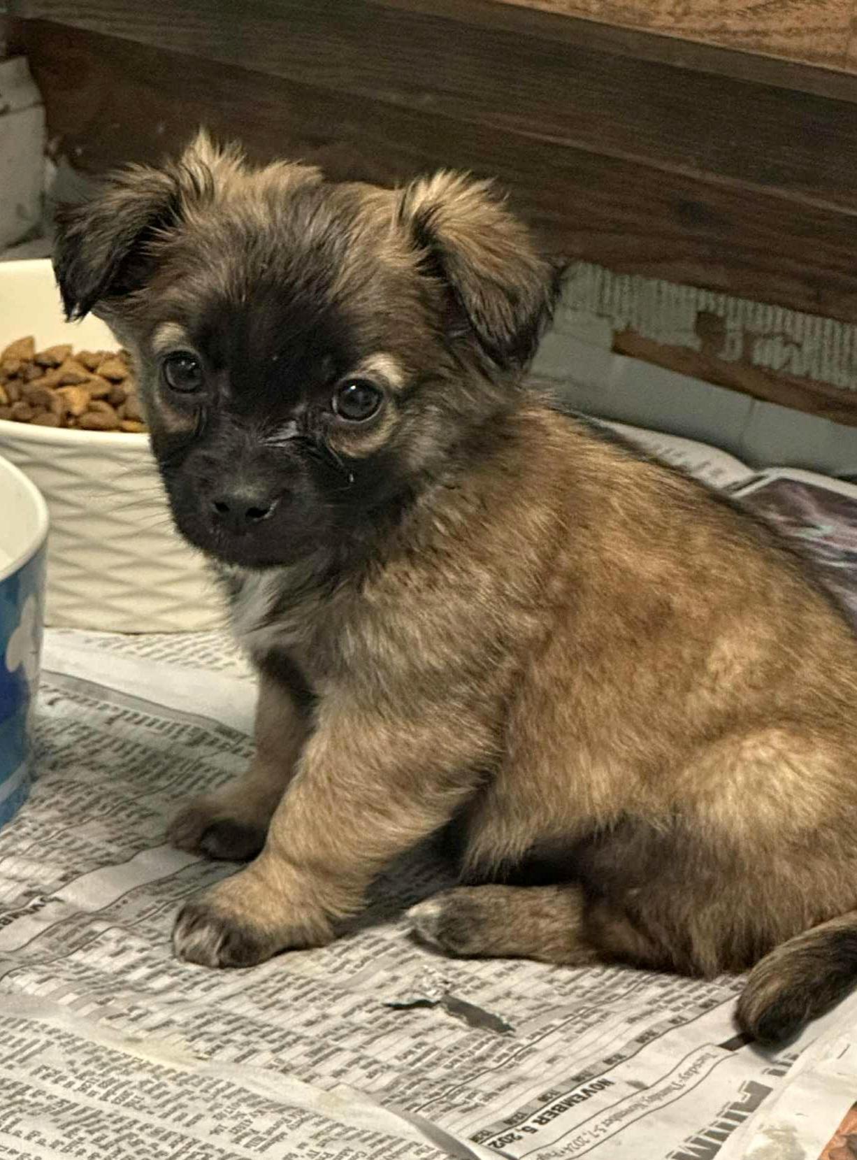 Cooper, a Adoptable mixed breed in Minneapolis, MN image 1/3