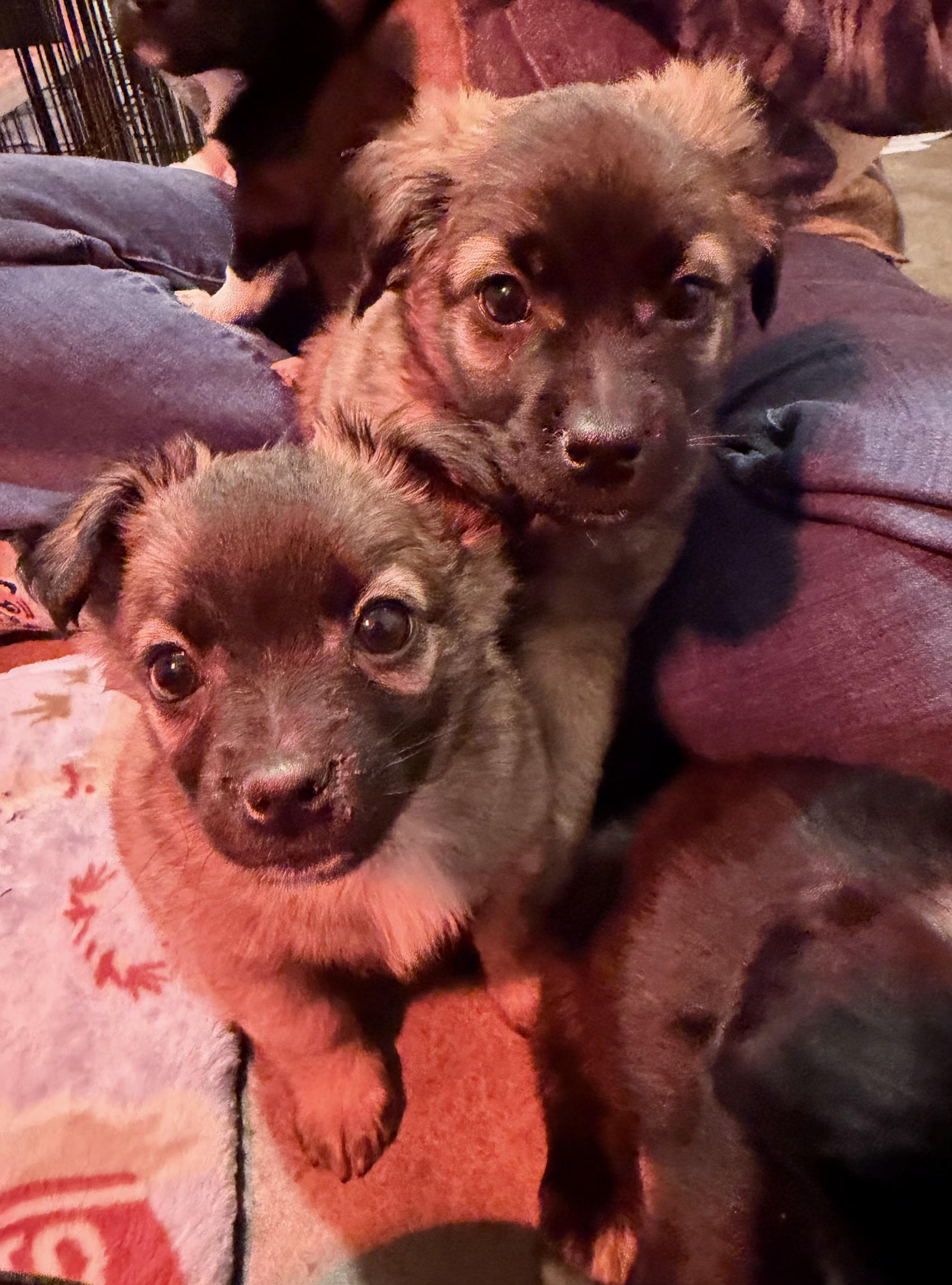 Cooper, a Adoptable mixed breed in Minneapolis, MN image 3/3